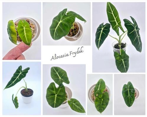 Alocasia Frydek, Huis en Inrichting, Kamerplanten, Ophalen of Verzenden