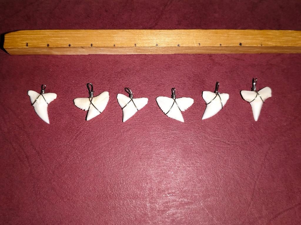 Pendentif dents de requin tigre, Kalimantan, Indonésie, Collections, Minéraux & Fossiles, Autres types, Enlèvement ou Envoi