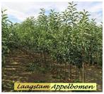 UITVERKOOP: FORSE APPELBOMEN LAAGSTAM 8€/Stuk , 2 VOOR 15€ !, Tuin en Terras, Volle zon, Vaste plant, Ophalen of Verzenden, Fruitplanten