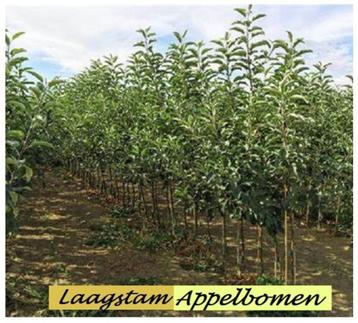 UITVERKOOP: FORSE APPELBOMEN LAAGSTAM 8€/Stuk , 2 VOOR 15€ ! beschikbaar voor biedingen