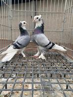 Taklas posta alles tee koop, Dieren en Toebehoren, Vogels | Duiven