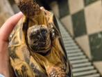 Landschildpad, Dieren en Toebehoren, Reptielen en Amfibieën