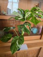 Plante Monstera variegata 40 cm, Huis en Inrichting, Ophalen