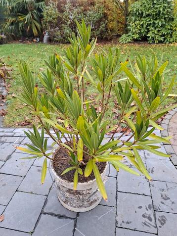 Nerium oleander beschikbaar voor biedingen