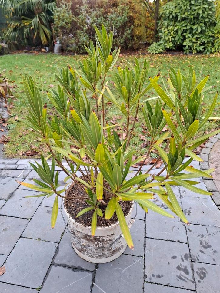 Nerium oleander, Tuin en Terras, Planten | Tuinplanten, Winter, Ophalen