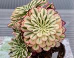 Aeonium garnet white, Ophalen of Verzenden