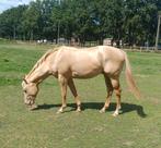 Zeer mooie 2,5 jarige quarterhengst te koop, Dieren en Toebehoren, Paarden, Onbeleerd, Minder dan 160 cm, Westernpaard, Gechipt