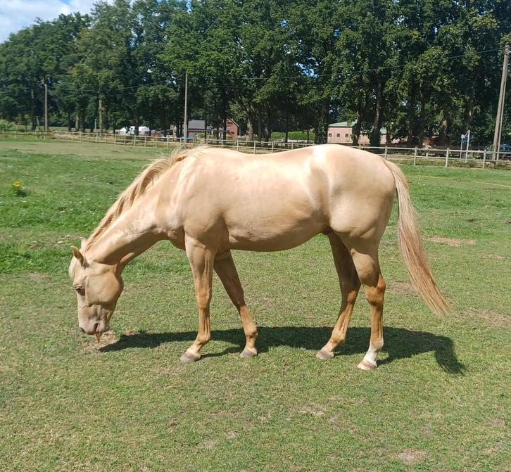 Zeer mooie 2,5 jarige quarterhengst te koop, Dieren en Toebehoren, Paarden, Onbeleerd, Minder dan 160 cm, Westernpaard, Gechipt