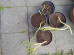 Chayote plant bio en onbespoten, Ophalen