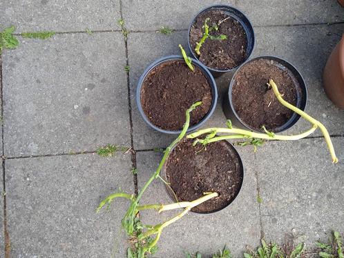 Chayote plant bio en onbespoten, Tuin en Terras, Planten | Tuinplanten, Ophalen