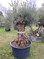 TE KOOP Olijfboom in pot. Sfeervol op terras NR:BA30, Tuin en Terras, Planten | Bomen, 100 tot 250 cm, Olijfboom, Zomer, Ophalen