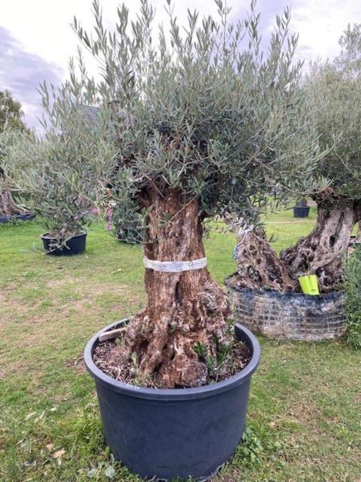 TE KOOP Olijfboom in pot. Sfeervol op terras NR:BA30, Tuin en Terras, Planten | Bomen, Olijfboom, 100 tot 250 cm, Volle zon, Zomer