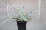 agave titanota black n blue, Vetplant, Ophalen of Verzenden, In pot, Minder dan 100 cm