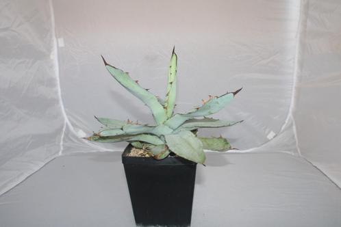 agave titanota black n blue, Huis en Inrichting, Kamerplanten, Vetplant, Minder dan 100 cm, Groene kamerplant, Volle zon, In pot
