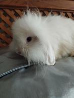 Mooie teddy  dwerg konijntjes 7 weken, Dieren en Toebehoren, Konijnen