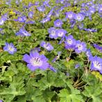 Geranium Rozanne, Ophalen, Herfst, Vaste plant