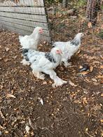 Brama, Dieren en Toebehoren, Pluimvee