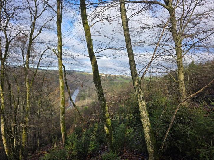 Houffalize - Nadrin: foret de 2000 m², Immo, Terrains & Terrains à bâtir, 1500 m² ou plus