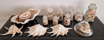 Collectie grote en kleine schelpen beschikbaar voor biedingen