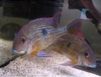 Geophagus brachybranchus, Animaux & Accessoires, Poissons | Poissons d'aquarium