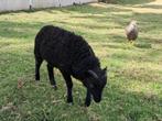 Ouessant bokjes, Dieren en Toebehoren, Schapen, Geiten en Varkens