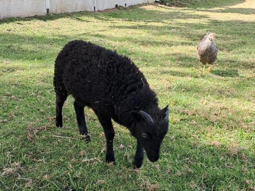 Ouessant bokjes, Dieren en Toebehoren, Schapen, Geiten en Varkens