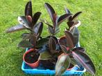 Ficus elastica burgundy, rubberboom kamerplant, Ophalen, Ficus, In pot, Minder dan 100 cm