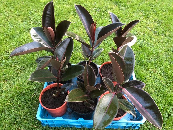 Ficus elastica burgundy, rubberboom kamerplant, Huis en Inrichting, Kamerplanten, Ficus, Minder dan 100 cm, Volle zon, In pot