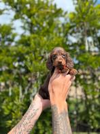 Prachtige langharige dwergteckel pups, Dieren en Toebehoren, België, 8 tot 15 weken, Dwerg, Langhaar