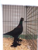 Wener mid sn Tuimelaars, Plusieurs animaux, Pigeon culbutant ou Roller