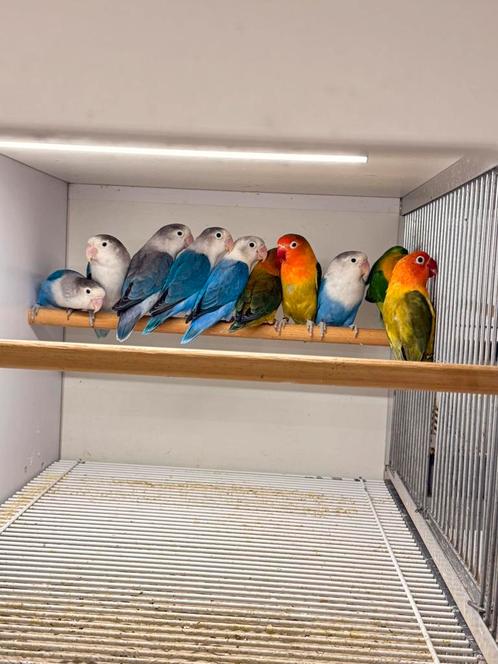5 koppels kanssplit Fischeri dun fallow, Dieren en Toebehoren, Vogels | Parkieten en Papegaaien, Dwergpapegaai of Agapornis, Meerdere dieren
