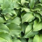 Groene hosta 3 liter STUNTPRIJS 3€, Enlèvement, Autres espèces, Arbuste, Moins de 100 cm