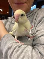 Jeune mâle kakariki EAM, Mâle, Perruche, Domestique