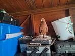 25 €  engelse mannelijke duif, Dieren en Toebehoren, Vogels | Duiven, Mannelijk, Overige soorten