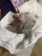 Baby valkparkiet handtam, Dieren en Toebehoren, Juni, Geslacht onbekend, Overige typen, Tam
