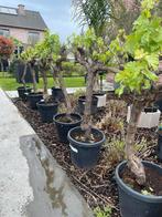 Druivelaars!, Tuin en Terras, Ophalen