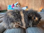 Gezocht ch teddy zeugjes, Dieren en Toebehoren, Knaagdieren, Vrouwelijk, Cavia, Tam