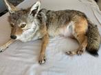 Coyote à monture molle/taxidermie, Envoi, Comme neuf