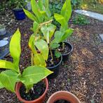 canna's, Tuin en Terras, Ophalen of Verzenden, Herfst