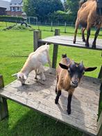 Geiten, Dieren en Toebehoren, Schapen, Geiten en Varkens