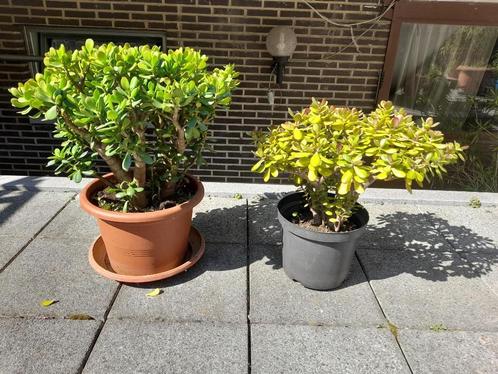 plante succulente, Tuin en Terras, Planten | Tuinplanten, Vaste plant, Overige soorten, Halfschaduw, Bloeit niet, Ophalen