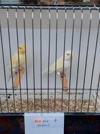 Kanaries, Dieren en Toebehoren