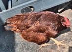 Rhode island red leghen grote hoen), Dieren en Toebehoren, Pluimvee