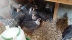 Kippen, Dieren en Toebehoren, Ophalen of Verzenden