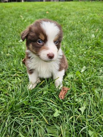 Border Collie pups puppies puppy's tricolors 6 beschikbaar beschikbaar voor biedingen