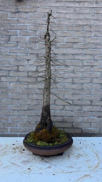 Bonsai  Metasequoia beschikbaar voor biedingen