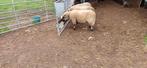 ramlammeren, Mannelijk, Schaap, 0 tot 2 jaar