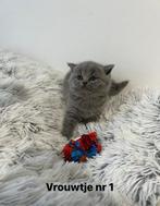 Britse korthaar kitten’s (Antwerpen), Dieren en Toebehoren, Meerdere dieren, Gechipt, 0 tot 2 jaar