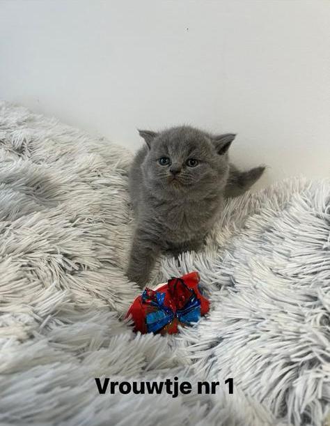 Britse korthaar kitten’s (Antwerpen), Dieren en Toebehoren, Katten en Kittens | Raskatten | Langhaar, Meerdere dieren, 0 tot 2 jaar