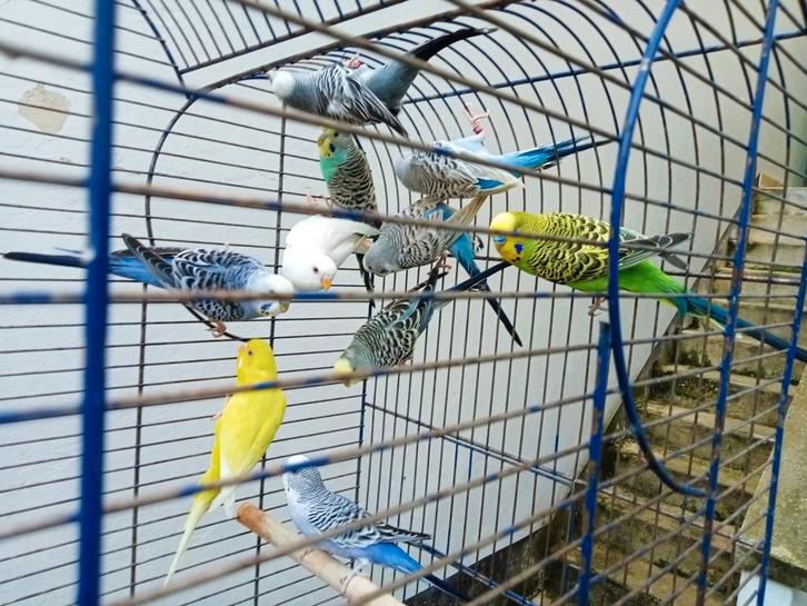 Très belles perruches ondulées, Animaux & Accessoires, Oiseaux | Perruches & Perroquets, Perruche, Plusieurs animaux